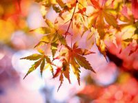 Höstens hetaste färger